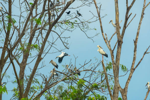 photo of Navegaon National Park